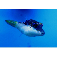 Canthigaster epilampra - Blaupunkt-Kugelfisch