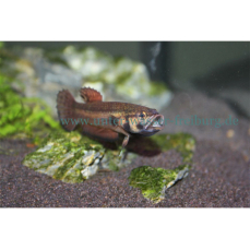 Betta macrostoma - Pfauenaugen-Kampffisch 5-7cm (DNZ)