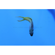 Meiacanthus atrodorsalis - Augenstreif-Schleimfisch (WF)