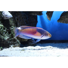 Cirrhilabrus cyanopleura - Blauseiten-Lippfisch...