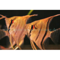 Pterophyllum scalare "Guyana red spotted" -...