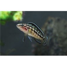 Julidochromis marlieri - Schachbrett-Cichlide (EU-NZ)