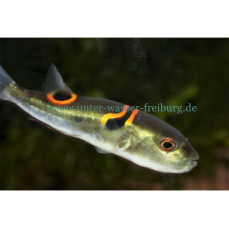 Takifugu oblongus - Sattelkugelfisch
