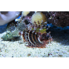Dendrochirus brachypterus - Zwergfeuerfisch 3-7cm (WF)