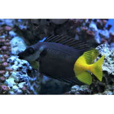 Siganus uspi - Gelb-schwarzer Kaninchenfisch