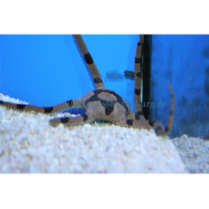 Ophiolepis superba - Marmorierter Schlangenseestern (WF)
