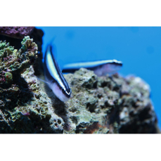 Elacatinus oceanops - Neongrundel (NZ)