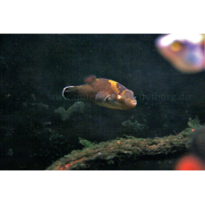 Carinotetraodon borneensis - Borneo-Zwergkugelfisch (WF)
