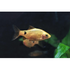 Pethia conchonius "gold" - Goldene Prachtbarbe...