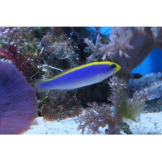 Pseudochromis flavivertex - Gelb-blauer Zwergbarsch