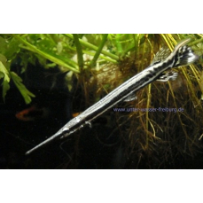 Lepisosteus oculatus - Gepunkteter Knochenhecht 7-11cm