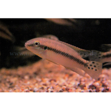 Enigmatochromis lucanusi - Blauflossen-Prachtbuntbarsch