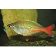 Chilatherina bleheri - Blehers Regenbogenfisch (EU-NZ)
