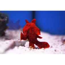 Antennarius sp. "rot" - Roter Anglerfisch (WF)