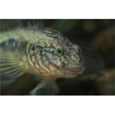 Papuligobius uniporus - Vietnam-Grundel