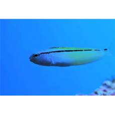 Meiacanthus nigrolineatus - Schwarzlinien-Schleimfisch (NZ)
