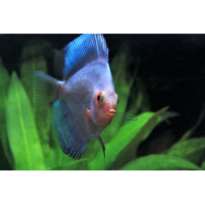 Symphysodon aequifasciatus "dark angel" -...