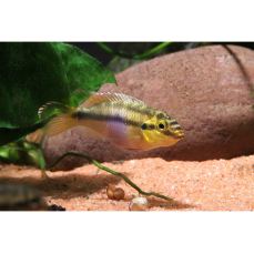 Pelvicachromis subocellatus "Moulondo"...