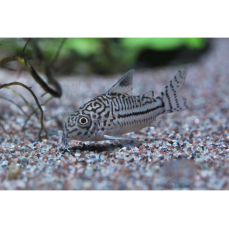 Corydoras trilineatus - Dreistreifen-Panzerwels (NZ)