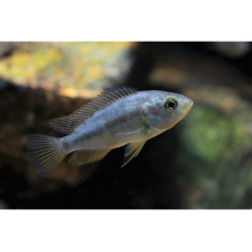 Astatoreochromis alluaudi "Senga" -...