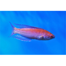 Paracheilinus angulatus - Königs Zwerglippfisch