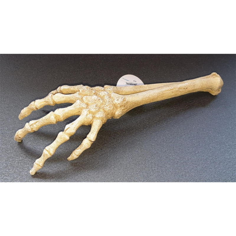 Rebie Skelett Arm 27x9x4cm 15 50