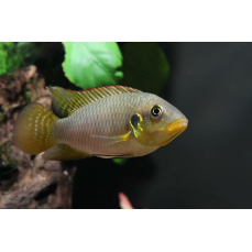 Benitochromis riomuniensis (Regionale NZ)