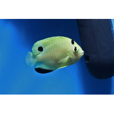 Apolemichthys xanthopunctatus - Goldtupfen-Kaiserfisch...
