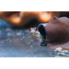 Acanthemblemaria hancocki - Hechtschleimfisch (WF)