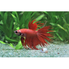 Betta splendens "Crowntail red" - Roter...