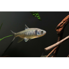 Opsariichthys pachycephalus - Drachenfisch 8-14cm (WF)