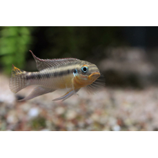 Pelvicachromis kribensis "Nange" (DNZ)