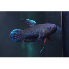Betta persephone - Laubkampffisch 3,5-5cm