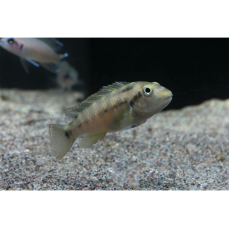 Orthochromis indermauri 5-7cm (Regionale NZ)