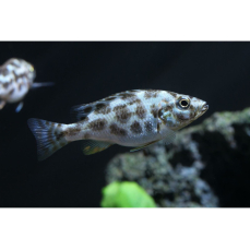 Nimbochromis polystigma - Vielfleck-Maulbrüter (EU-NZ)