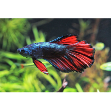 Betta splendens "Halfmoon black devil" -...