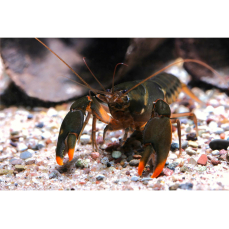 Cherax snowden "orange tip" 7-11cm (Eigene NZ)