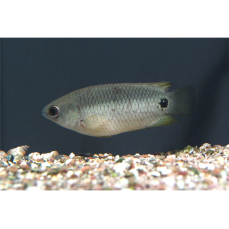 Ctenopoma petherici - Petherics Buschfisch (WF)